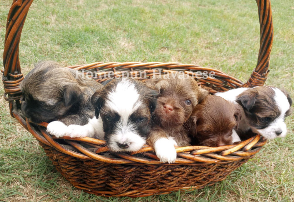 Group photo of puppies in a basket